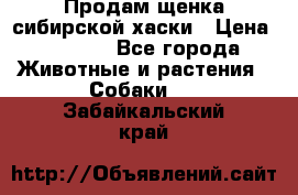 Продам щенка сибирской хаски › Цена ­ 8 000 - Все города Животные и растения » Собаки   . Забайкальский край